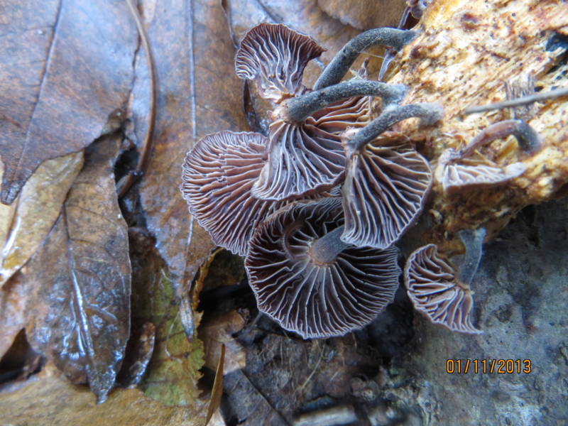 Collybia (forse) con gambo scuro